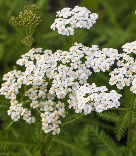 Achillea millefolium 'Schneetaler'